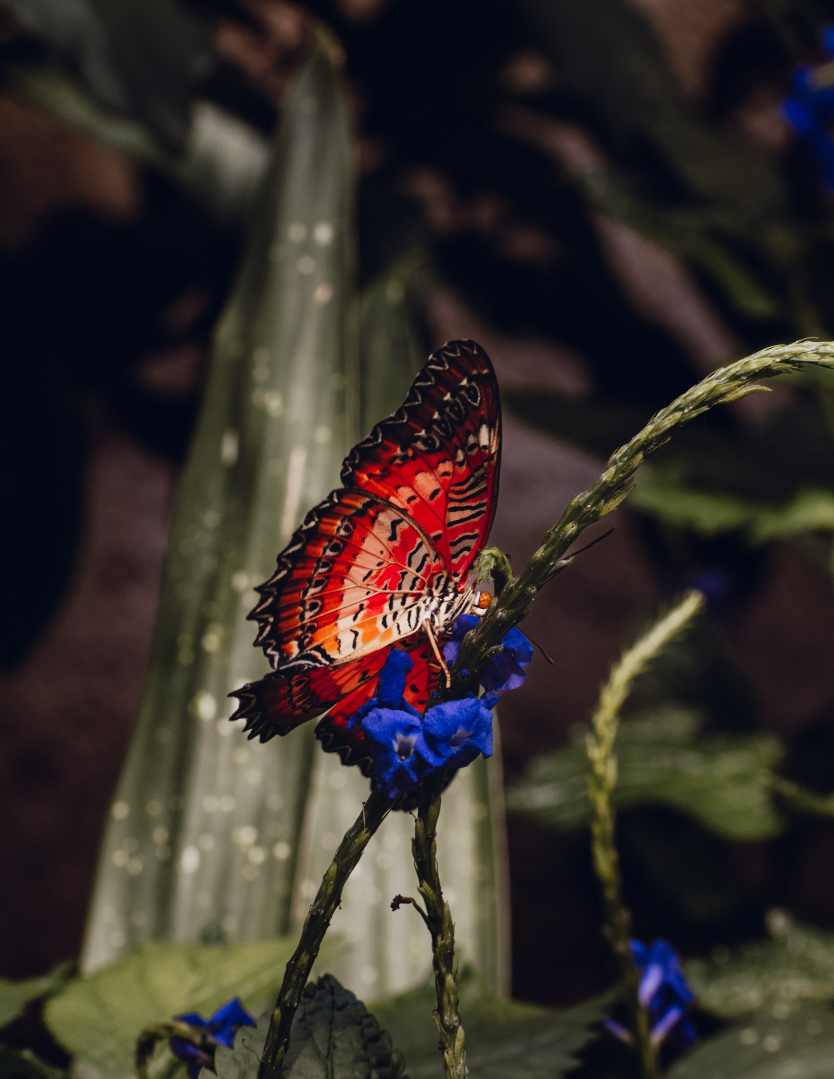 Red butterfly on a blue flower, vivid color against a dark background — nature photography by Brian Mullin, Pause Studios