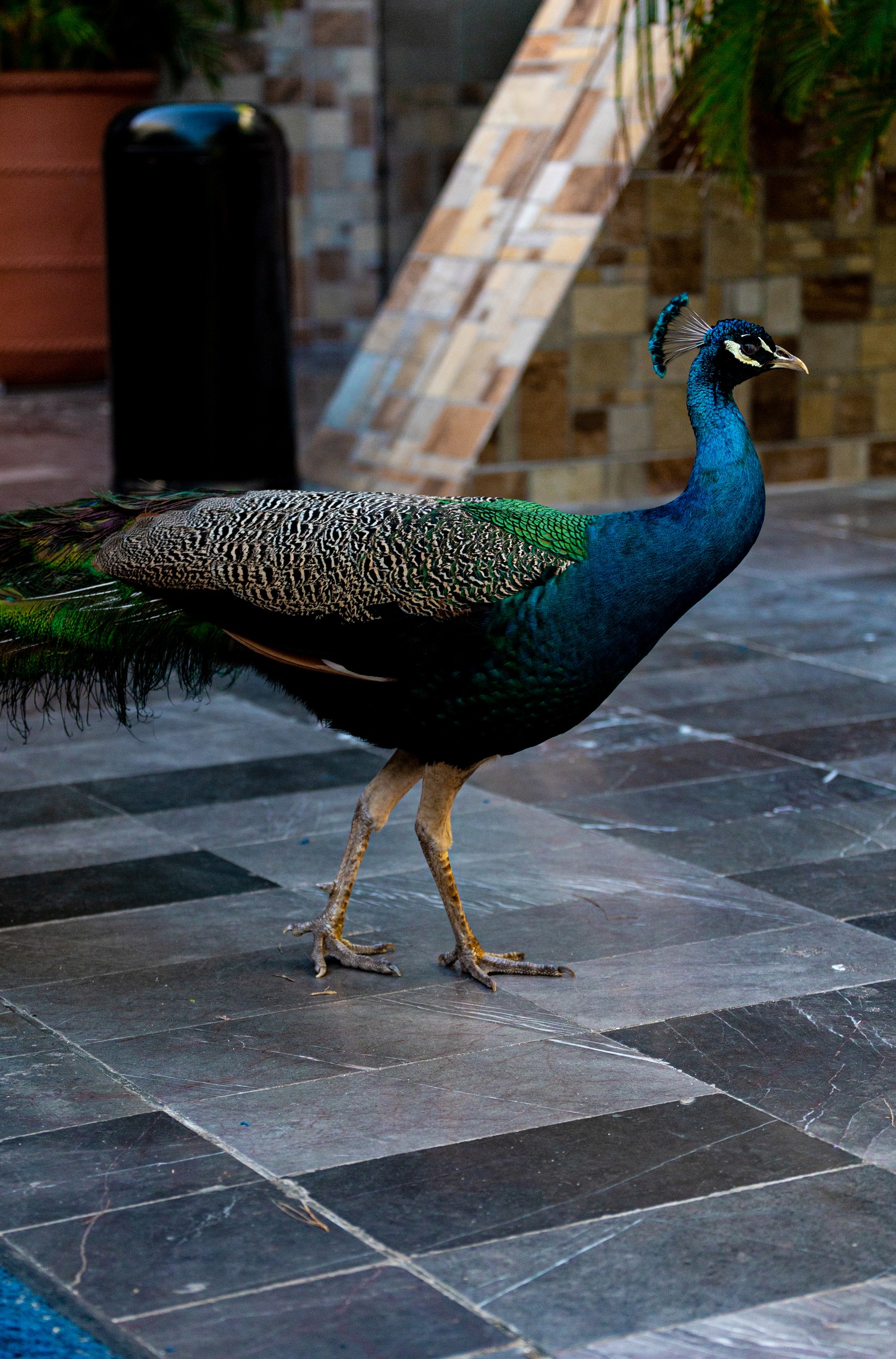 A peacock crossing a tiled resort courtyard, Riviera Maya. Photography by Brian Mullin, Pause Studios.