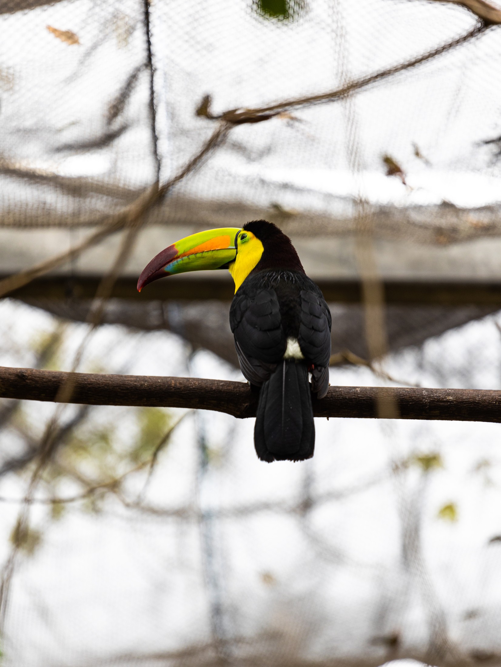 A keel-billed toucan perched, Riviera Maya. Photography by Brian Mullin, Pause Studios.